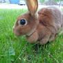 Butternut on Grass