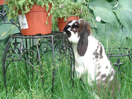 Button in the garden