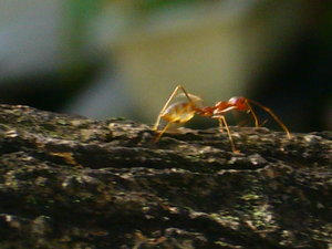 Red Ants: Busy Worker