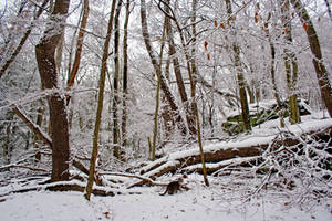Winter Forest Stock 21
