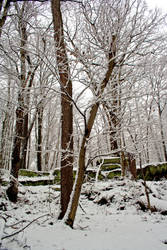 Winter Forest Stock 24