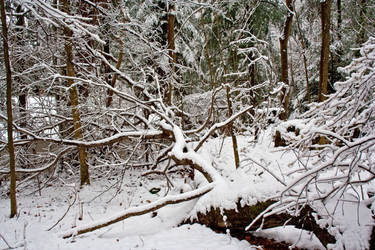 Winter Forest Stock 26