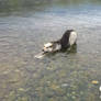 Bath at the river