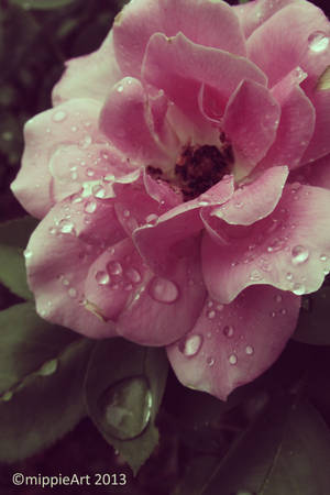 Eternal Rose by TriZiana Eternal Rose by TriZiana