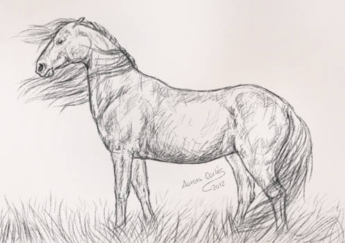 Horse sketch