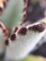 Succulent macro shot #3