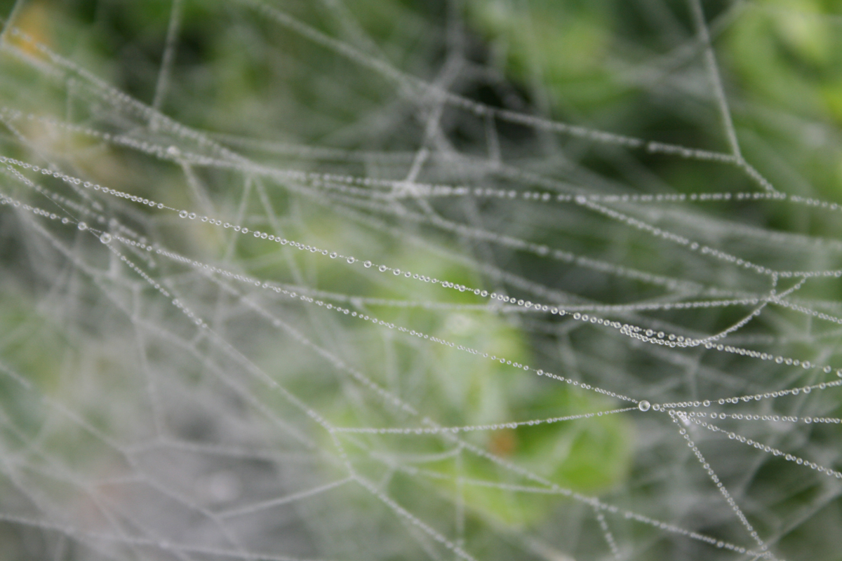 pearls on a string.