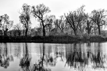 Silent Marshes