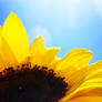 Sunflower II