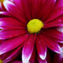 Pink Daisy