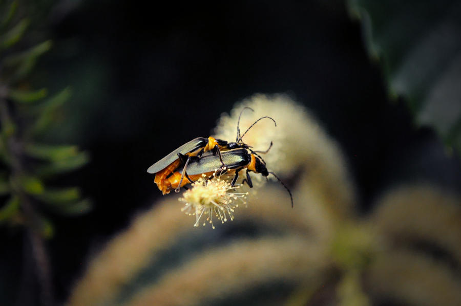 Big hug bugs by LarkInThePark on DeviantArt