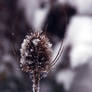 Snow plant