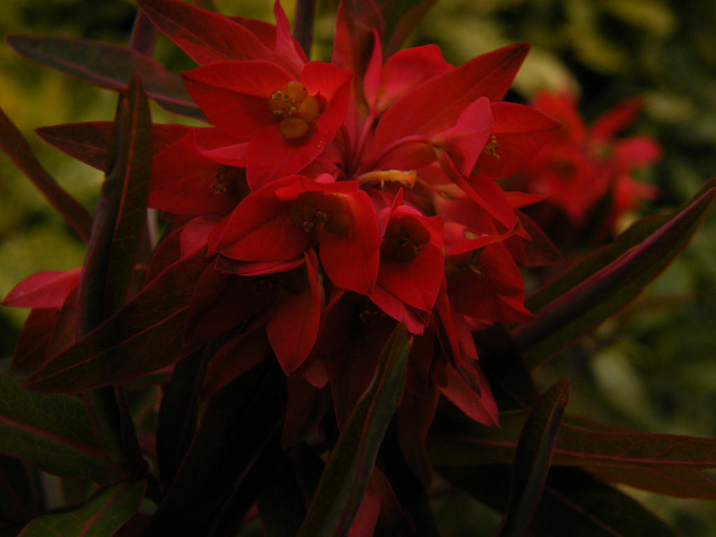 red flowers