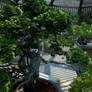 hundred year old bonsai