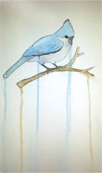 Titmouse in Watercolor