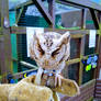 Otis the owl held by Sioned