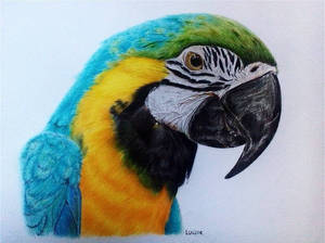 Blue-Gold Macaw Parrot Drawing