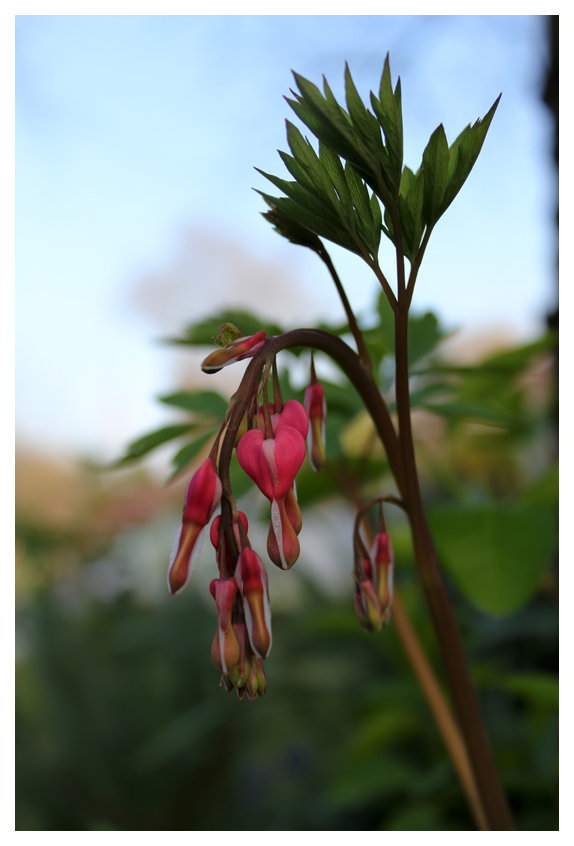 Bleeding Hearts