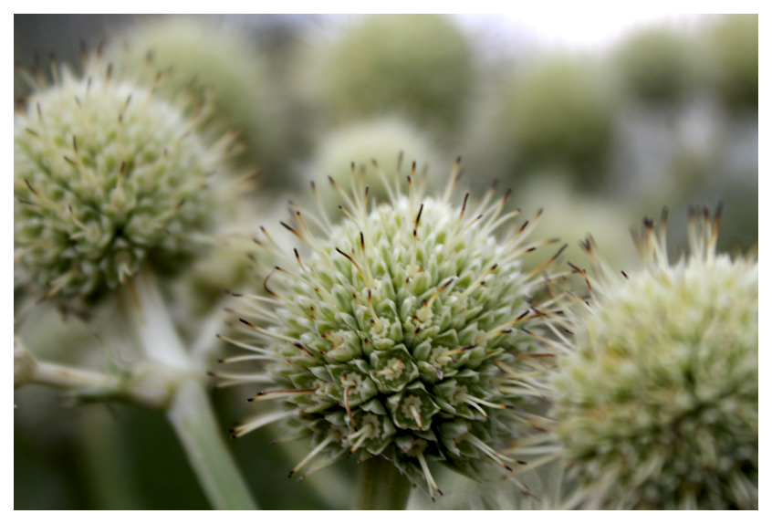 Rattlesnake Master