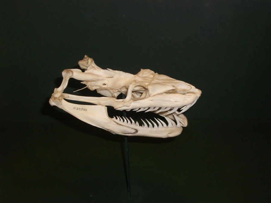 Spotted Python Skull Python skull by Steeltalon on DeviantArt