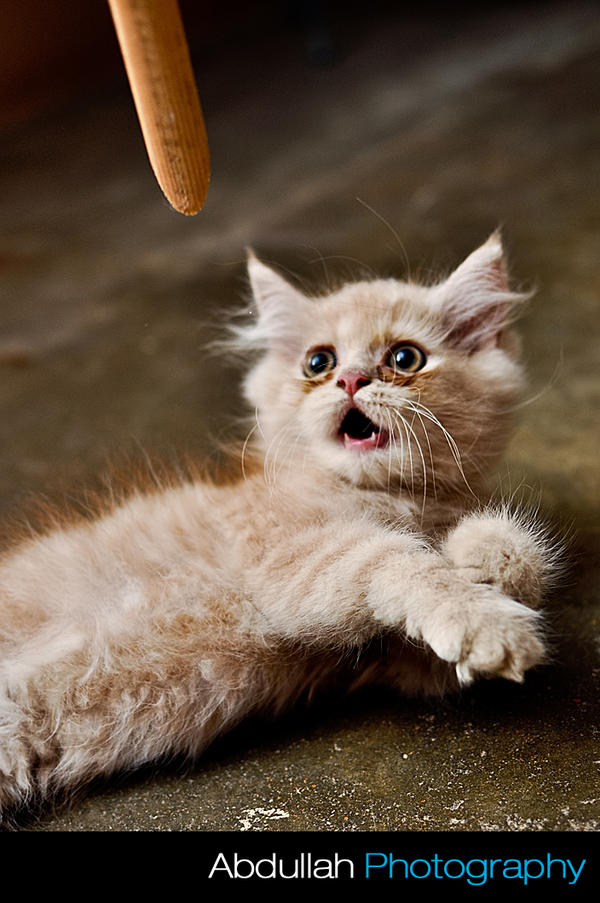 The Kitty Shock by Cj-Caty on DeviantArt