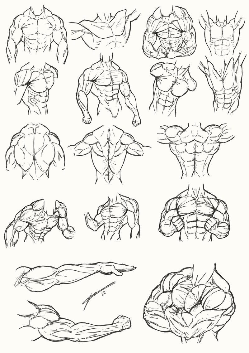 Male Torso Anatomy 2012 By Juggertha On Deviantart