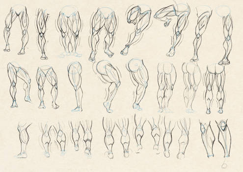 Leg Study