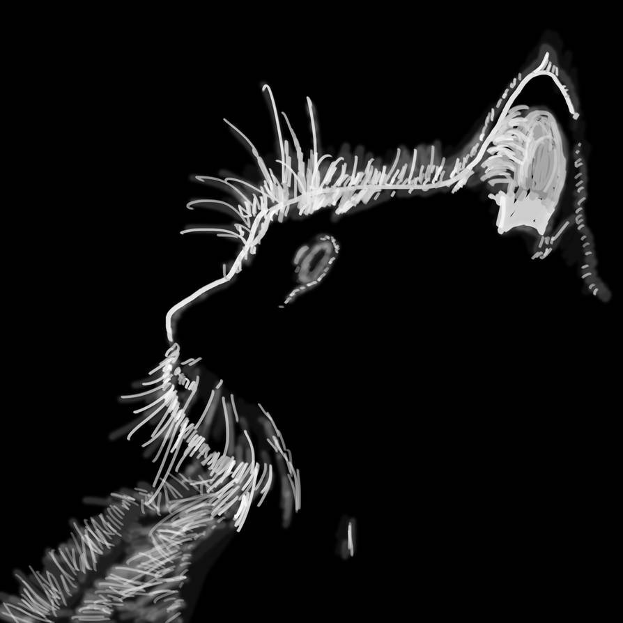 Low Key Cat Example LOW KEY CAT by RAM-FOX on DeviantArt