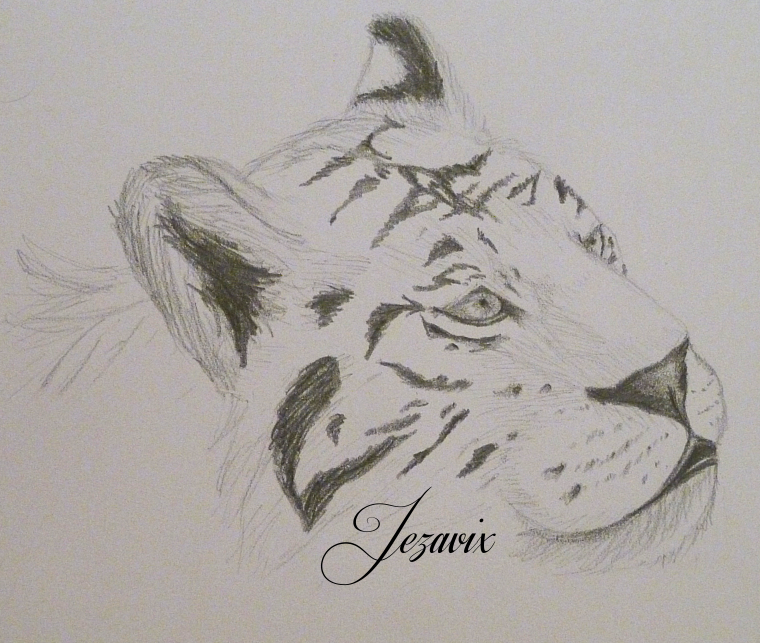 Tiger Sketch