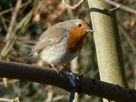 Robin - P1050762