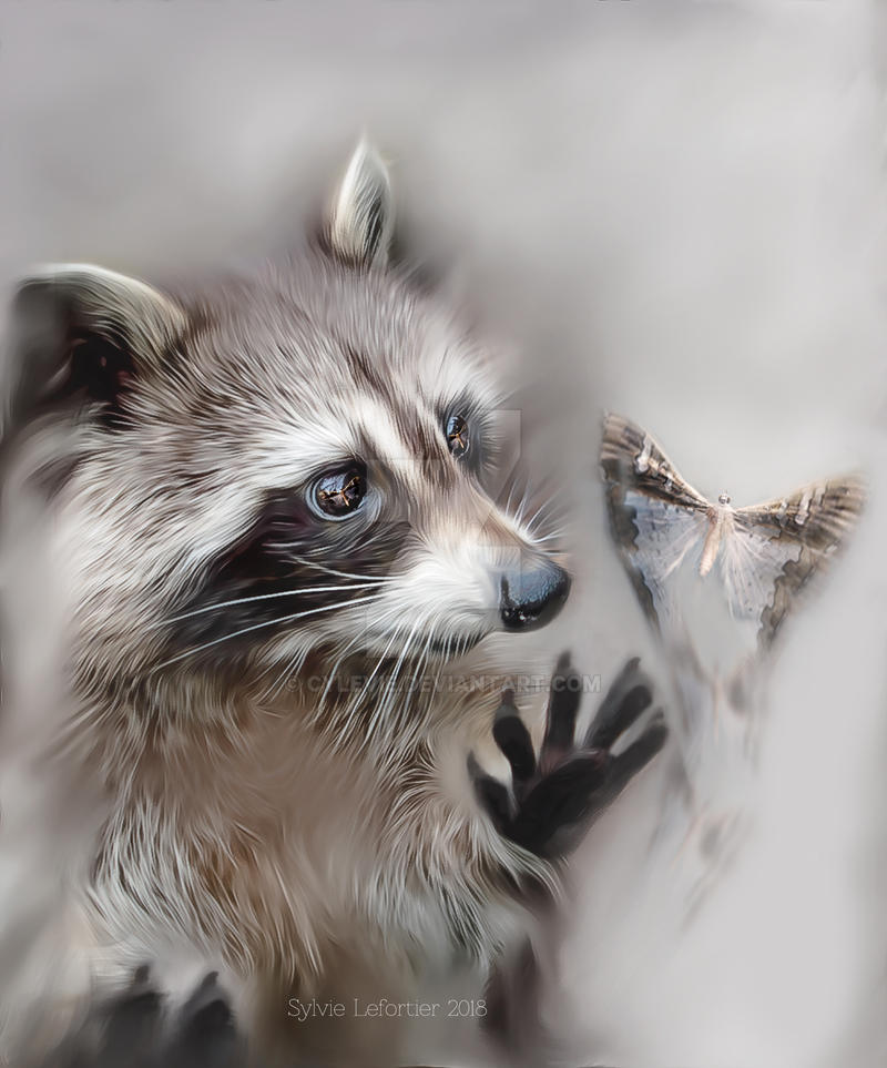 Raccoon - Curiosity by cylevie on DeviantArt