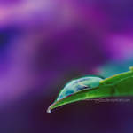 wishes by illusionality