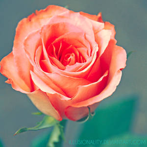 orange zest by illusionality orange zest by illusionality