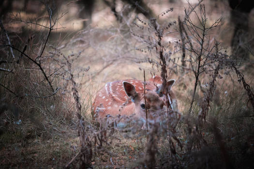 Deer chilling