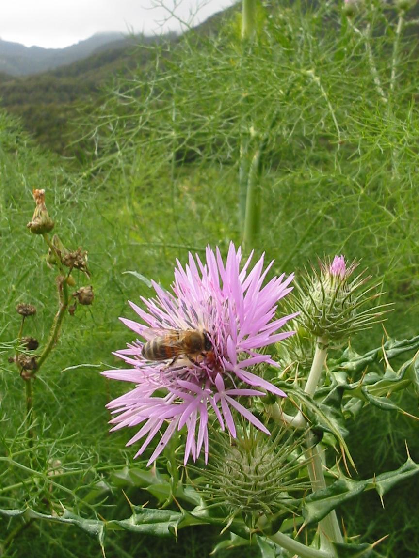 Bee on Nettle Flower