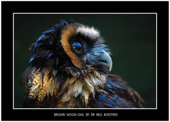 Brown Wood Owl 2