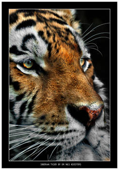 Siberian Tiger close up