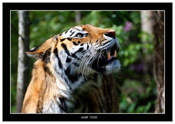 Amur Tiger Portrait