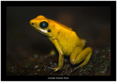 Golden Poison Frog