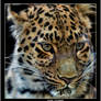 Amur Leopard