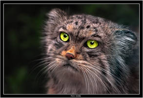 Felis manul