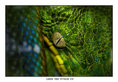 Green Tree Python Eye