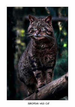 European Wild Cat 2