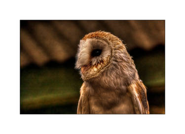 Barn Owl HDR