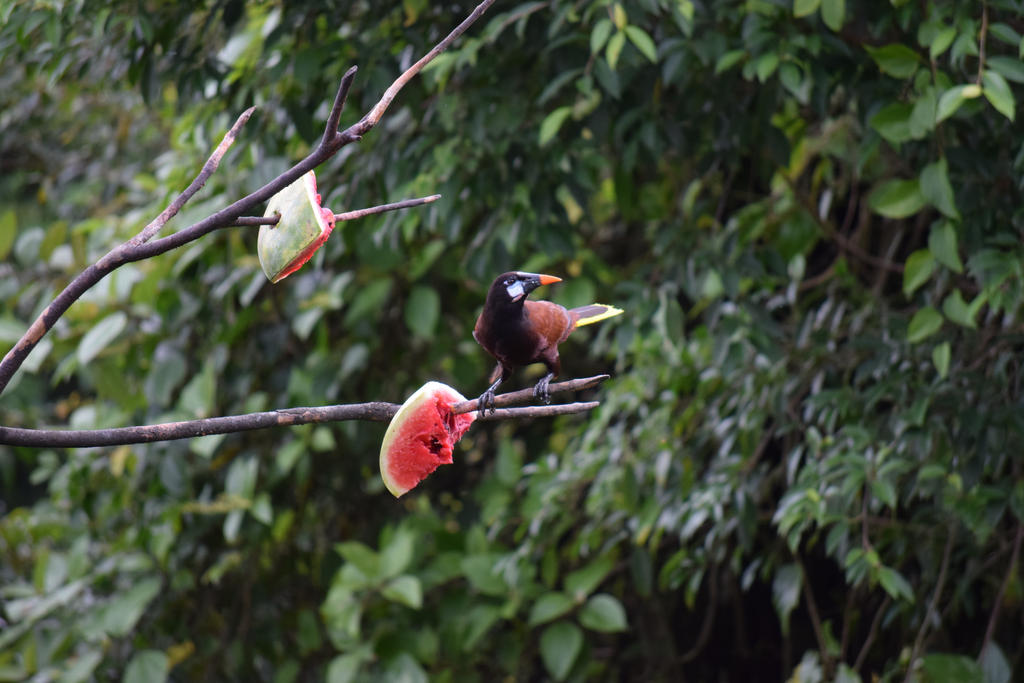 Montezuma Oropendola