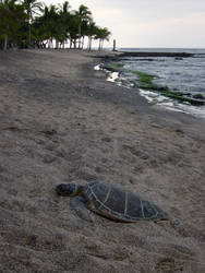 Hawaii_sea_turtle_02