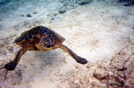 Hawaii_sea_turtle_03