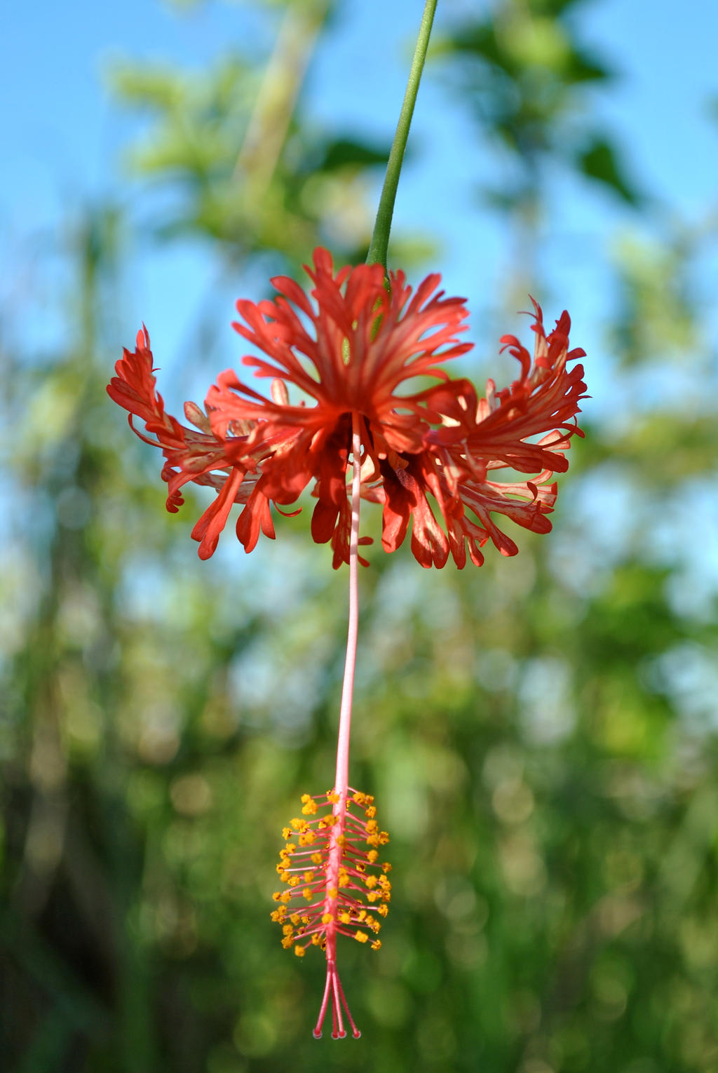 Hibiscus Schizopetalus