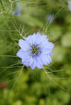 Pretty bloom by Kancano