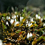 Alpine garden by Kancano